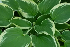 hosta hybr. 'undulata albomarginata' P9 - afbeelding 3