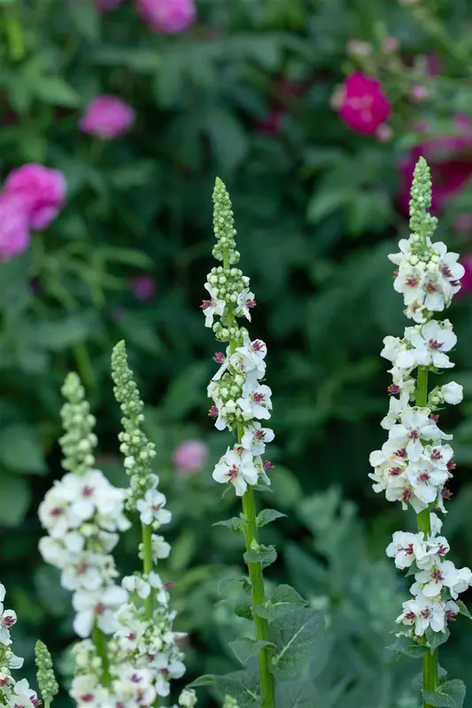 Verbascum nigr. 'Album' P9 - afbeelding 4