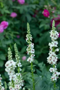 Verbascum nigr. 'Album' P9 - afbeelding 4