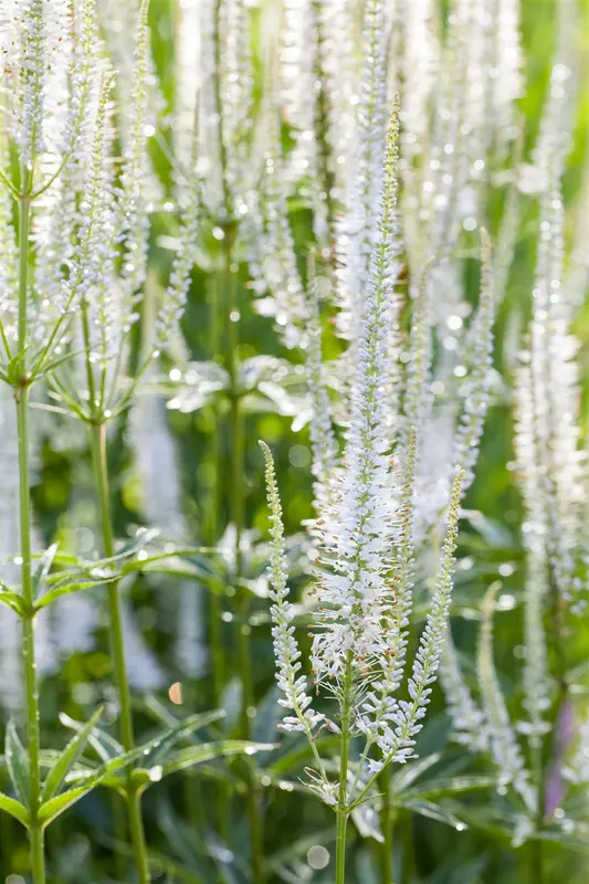 veronicastrum virg. 'album' P9 - afbeelding 1