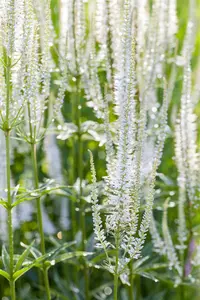 veronicastrum virg. 'album' P9 - afbeelding 4