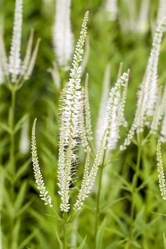 veronicastrum virg. 'album' P9 - afbeelding 2