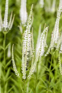 veronicastrum virg. 'album' P9 - afbeelding 2