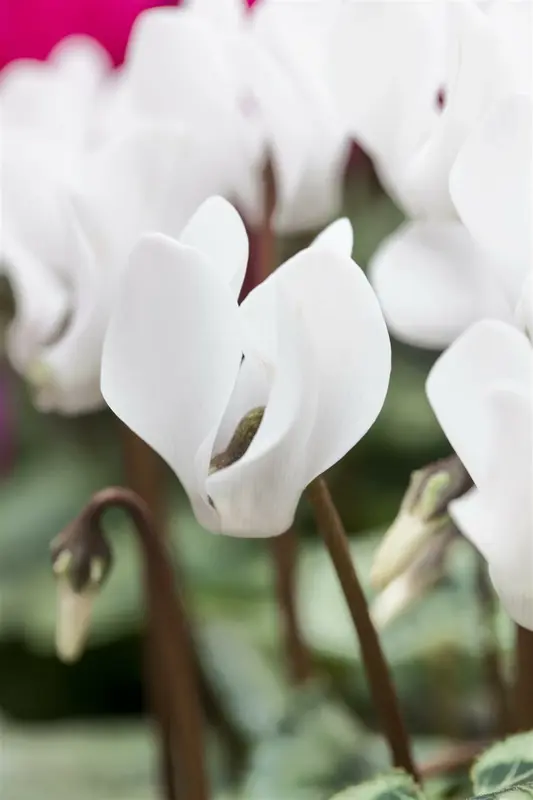 cyclamen coum 'album' P9