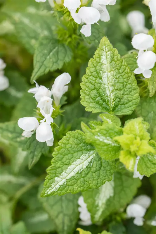 lamium mac. 'album' ('niveum') P9 - afbeelding 3