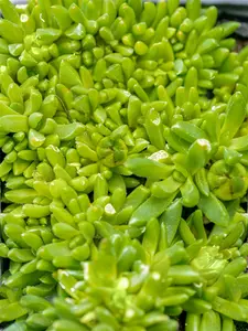 delosperma congestum 'album' P9 - afbeelding 5