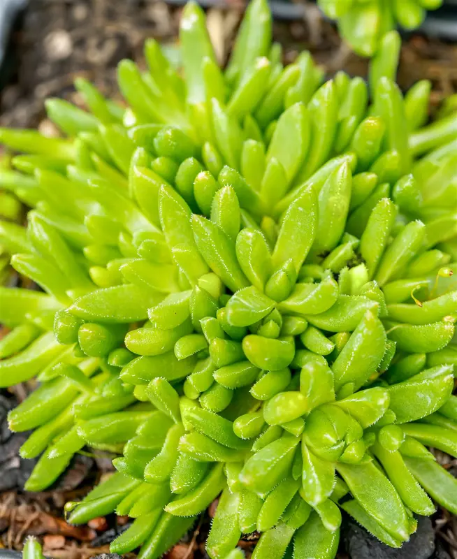 delosperma congestum 'album' P9 - afbeelding 3