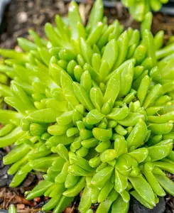 delosperma congestum 'album' P9 - afbeelding 3