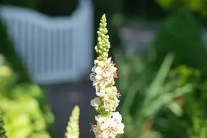 Verbascum nigr. 'Album' P9 - afbeelding 1