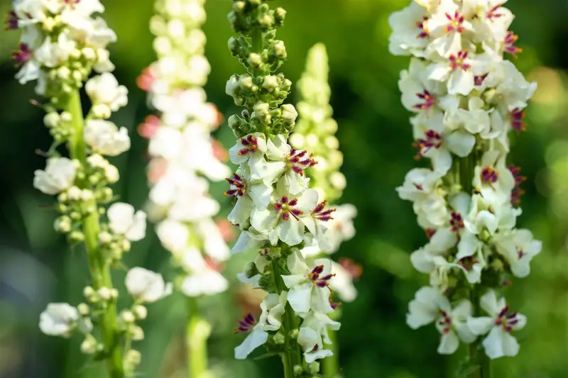 Verbascum nigr. 'Album' P9 - afbeelding 3