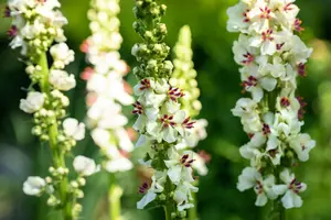 Verbascum nigr. 'Album' P9 - afbeelding 3