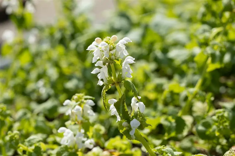 lamium mac. 'album' ('niveum') P9 - afbeelding 1