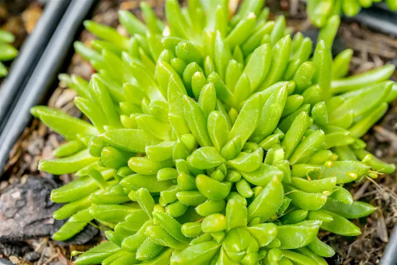 delosperma congestum 'album' P9 - afbeelding 2