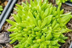 delosperma congestum 'album' P9 - afbeelding 2