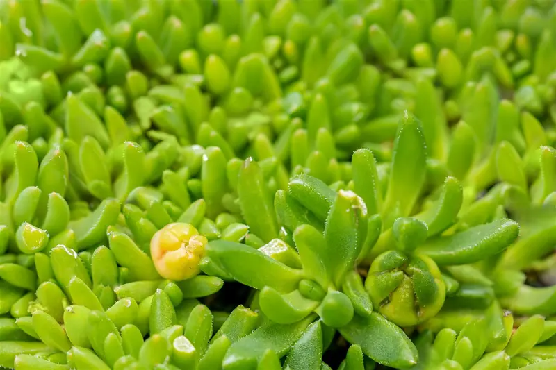 delosperma congestum 'album' P9 - afbeelding 4