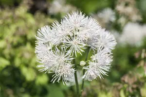 Album thalictrum - afbeelding 2