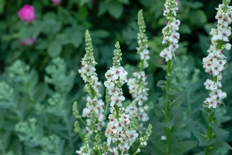 Verbascum nigr. 'Album' P9 - afbeelding 5