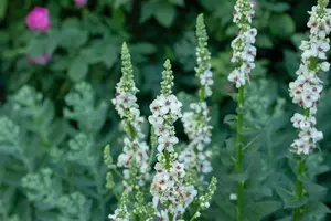 Verbascum nigr. 'Album' P9 - afbeelding 5