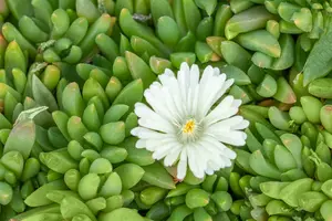 delosperma congestum 'album' P9 - afbeelding 5