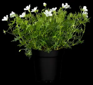 geranium sang. 'album' P9 - afbeelding 5
