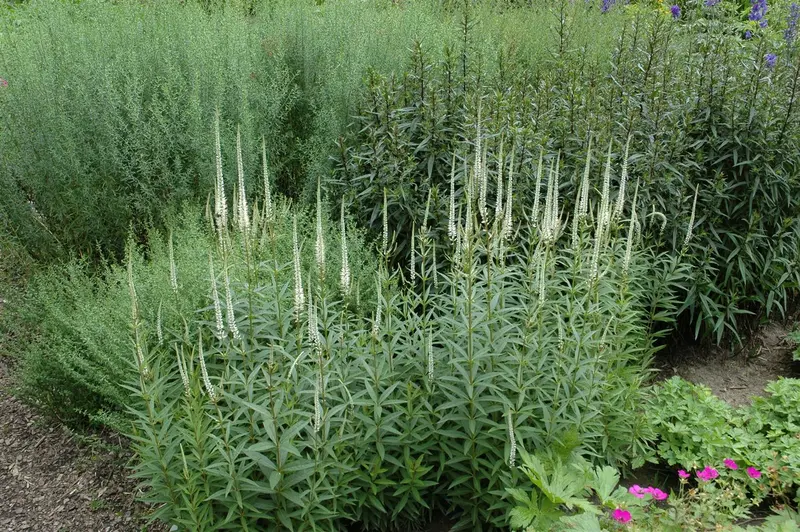 veronicastrum virg. 'album' P9 - afbeelding 4