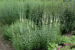 veronicastrum virg. 'album' P9 - afbeelding 4