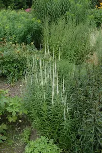 veronicastrum virg. 'album' P9 - afbeelding 3