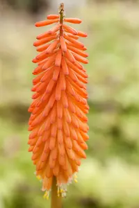 kniphofia hybr. 'alcazar' P9 - afbeelding 5