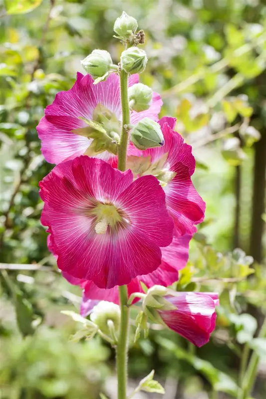 Alcea rosea 'Alba' P9 - afbeelding 1