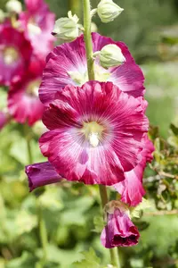 Alcea rosea 'Alba' P9 - afbeelding 2