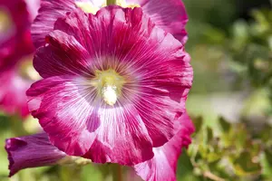 Alcea rosea 'Alba' P9 - afbeelding 3