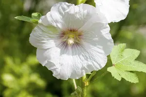 Alcea rosea 'Alba' P9 - afbeelding 4