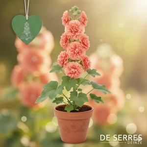 Alcea rosea 'Chater´s Double Apricot' P9