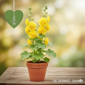 Alcea rosea 'Chater´s Double Yellow' P9