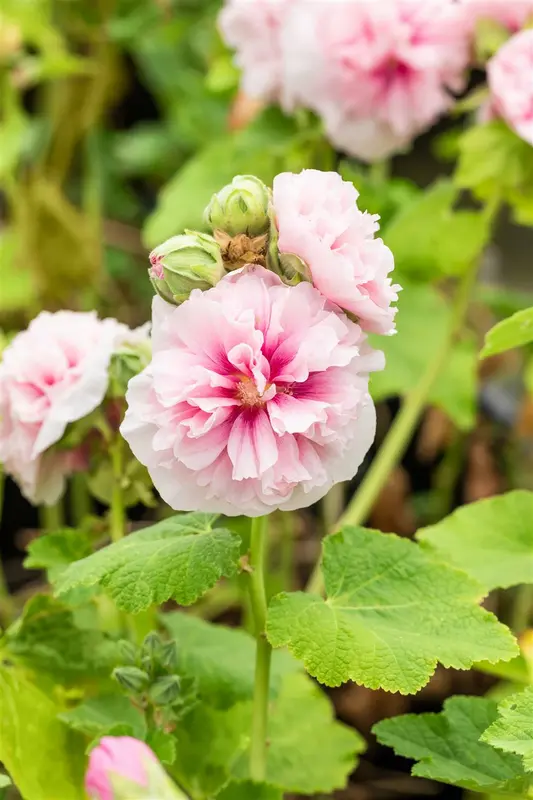 Chater´s Rose - afbeelding 4
