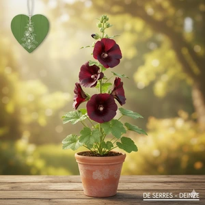 Alcea rosea 'Nigra' P9