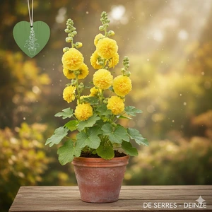 Alcea rosea 'Pleniflora', gelb P11