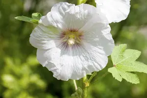 Alcea rosea 'Simplex' P9 - afbeelding 4