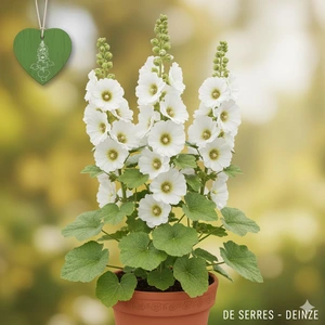 Alcea rosea 'Spotlight Polarstar' P9