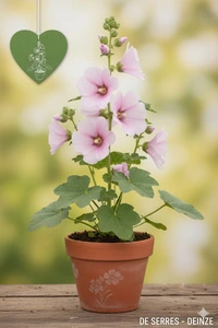 Alcea suffrutescens 'Parkfrieden' P9