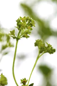 erythropoda - afbeelding 8