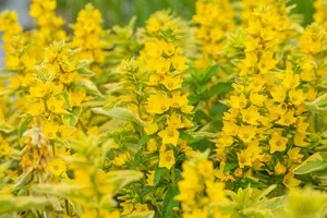 lysimachia punc. 'alexander' P9