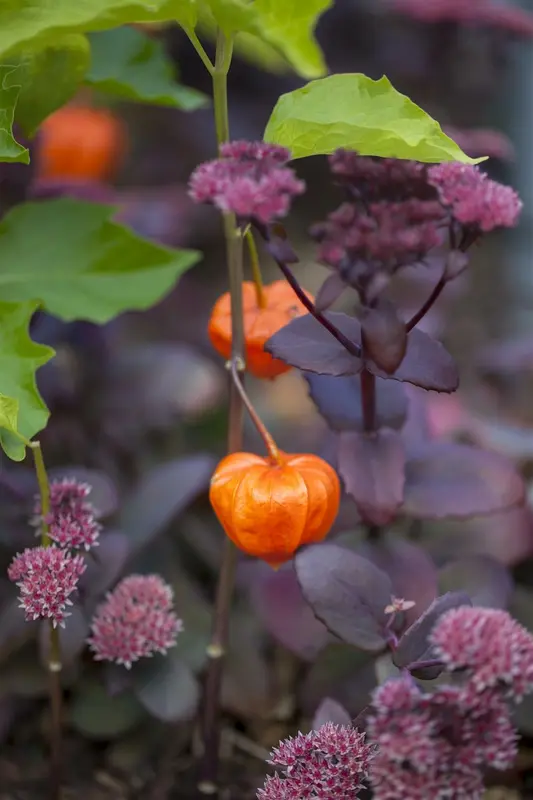 Physalis alkekengi 'Franchetii' P9 - afbeelding 1