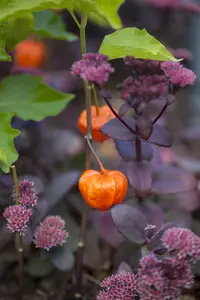 Physalis alkekengi 'Franchetii' P9 - afbeelding 1