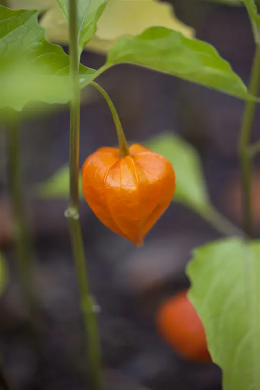 Physalis alkekengi 'Franchetii' P9 - afbeelding 2