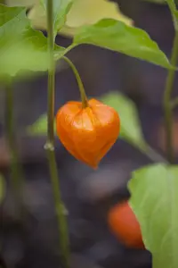Physalis alkekengi 'Franchetii' P9 - afbeelding 2