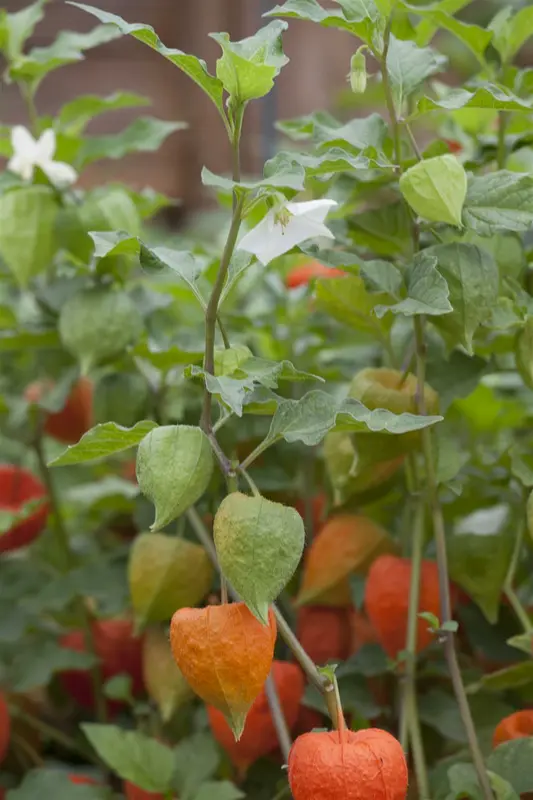 Physalis alkekengi 'Franchetii' P9 - afbeelding 4