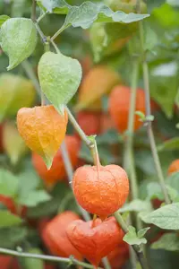 Physalis alkekengi 'Franchetii' P9 - afbeelding 5