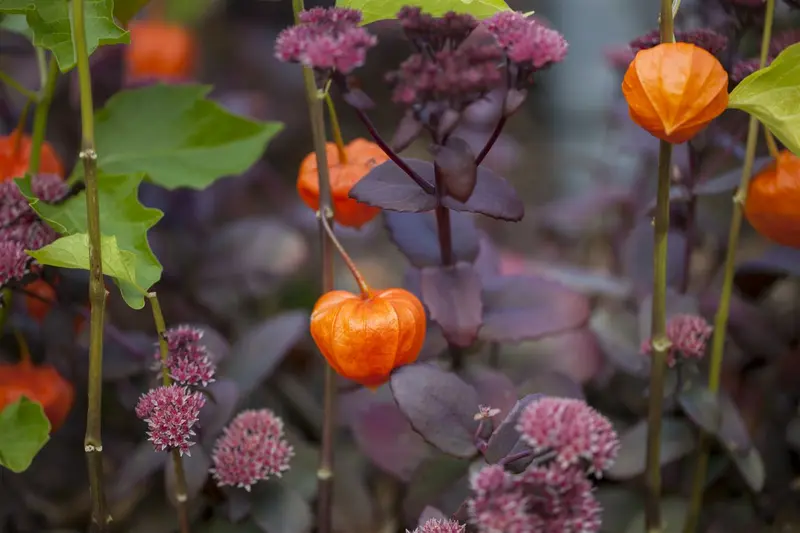 Physalis alkekengi 'Franchetii' P9 - afbeelding 3