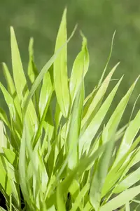hakonechloa macra 'all gold' P9 - afbeelding 5